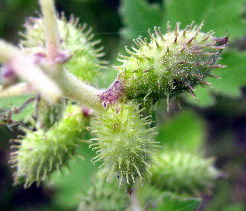 Image of Xanthium strumarium specimen.
