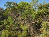 Arbutus unedo. Взрослое плодоносящее растение. Испания, Каталония, провинция Girona, Costa Brava, окр. населённого пункта Sant Feliu de Guíxols, в составе жестколистного средиземноморского леса. 26 октября 2008 г.