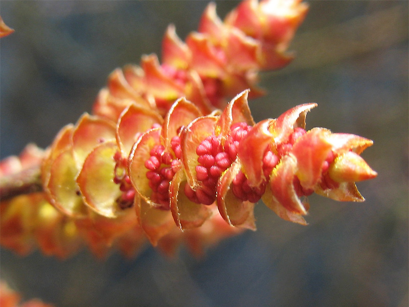 Image of Myrica gale specimen.