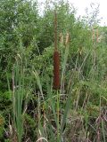 Typha latifolia. Верхушка побега с соплодием и листья. Саратовская обл., окр. г. Энгельс, заболоченный берег старичного озера. 17 августа 2011 г.