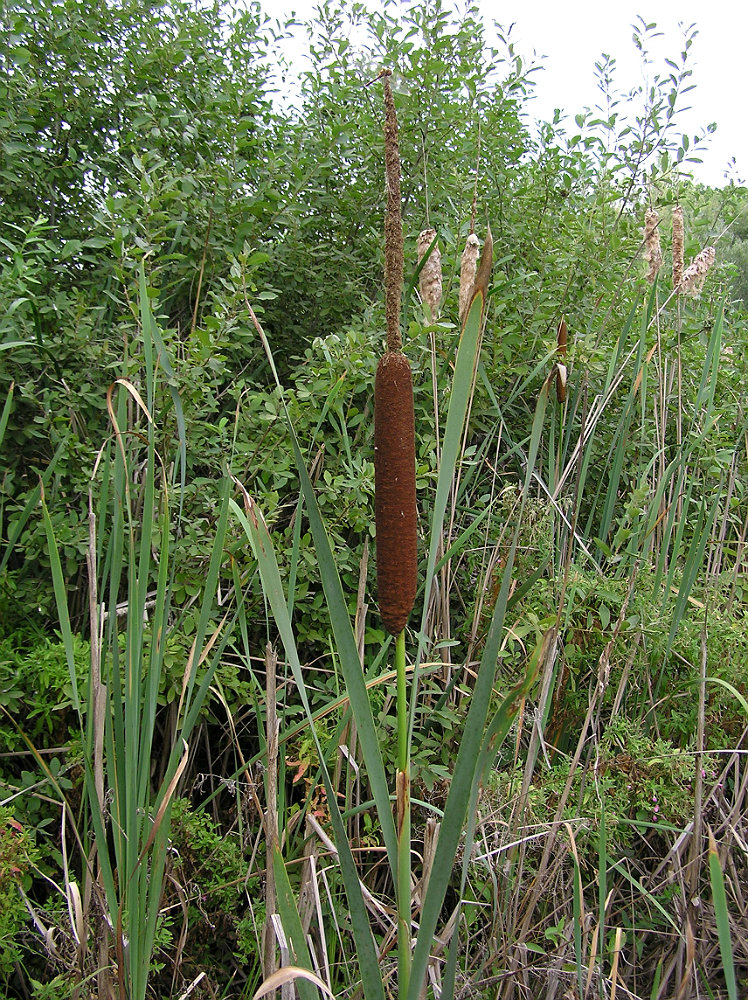 Image of Typha latifolia specimen.