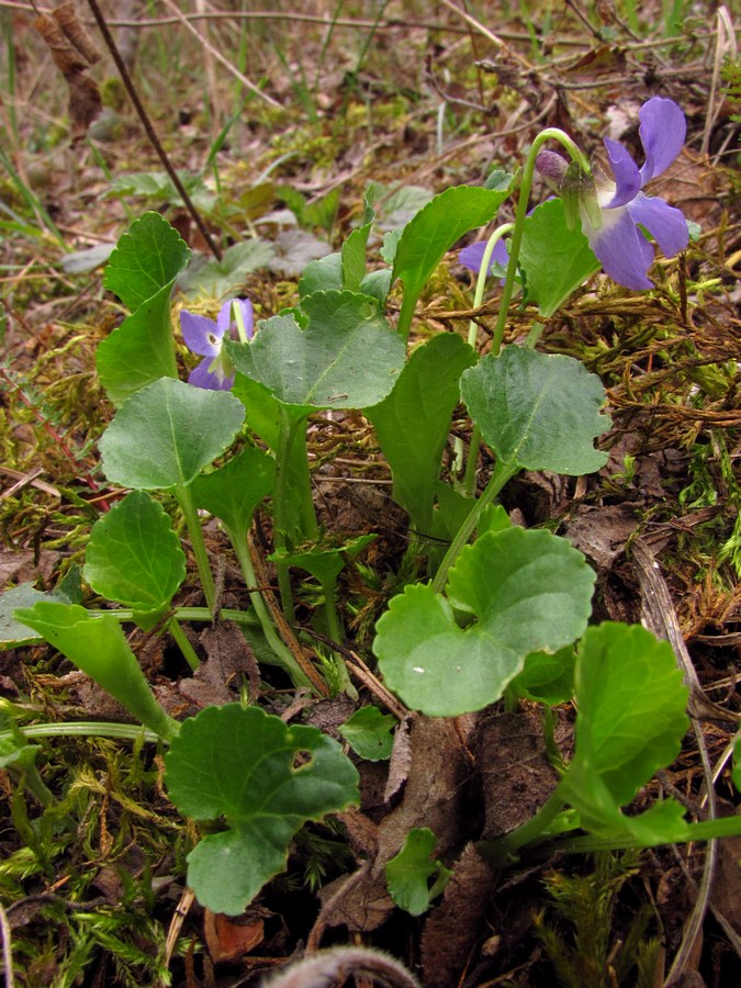 Image of Viola suavis specimen.