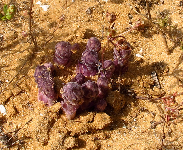 Изображение особи Orobanche cernua.