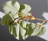 Tilia tomentosa. Обратная сторона молодых листьев. Германия, г. Кемпен, в парке. 26.04.2012.