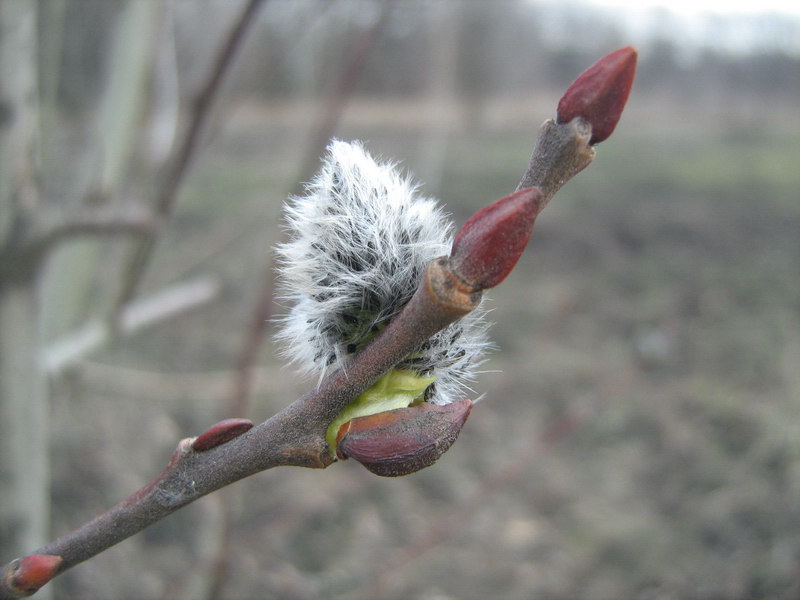 Изображение особи Salix caprea.