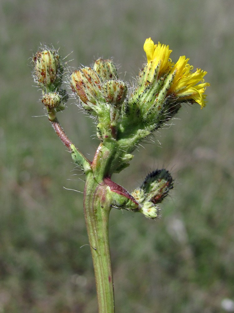 Изображение особи род Hieracium.