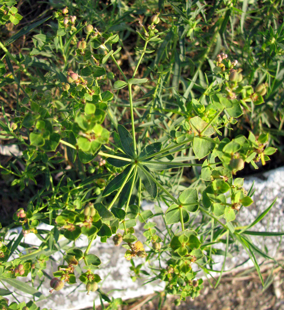 Изображение особи Euphorbia virgata.