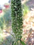 Setaria verticillata