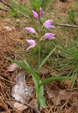 Cephalanthera rubra