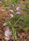 Cephalanthera rubra. Цветущее растение. Крым, южный берег, окр. Алупки, сосновый лес. 2 июня 2012 г.