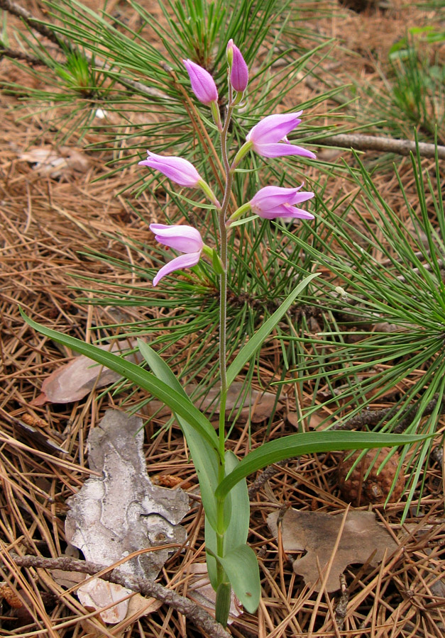 Изображение особи Cephalanthera rubra.