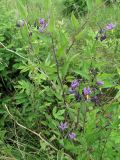 Solanum dulcamara