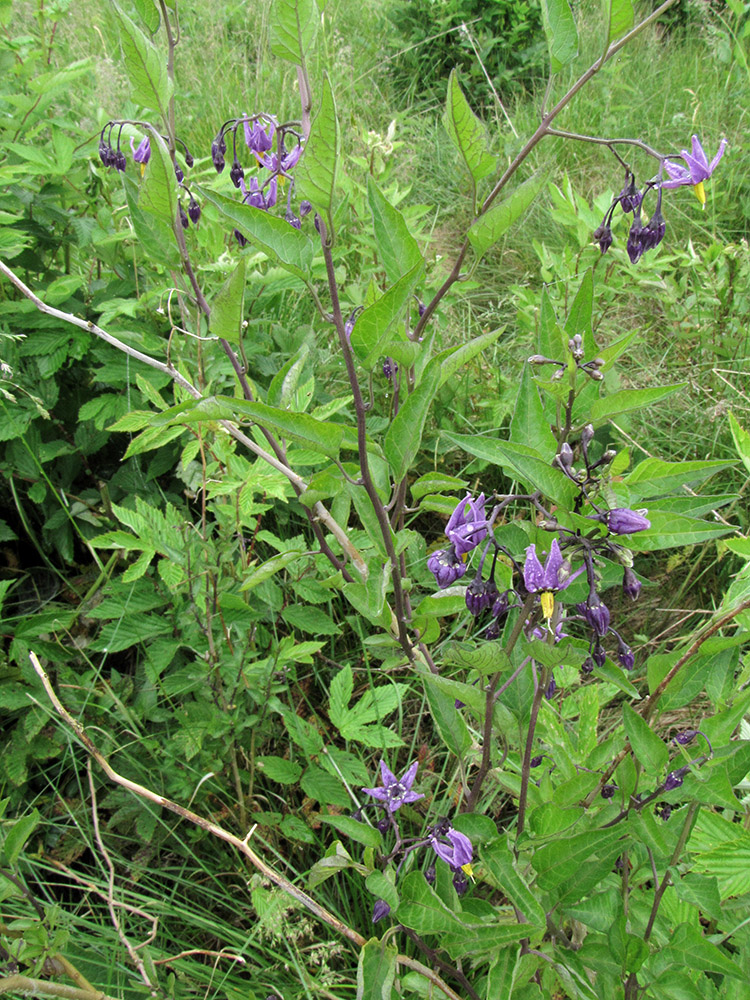 Изображение особи Solanum dulcamara.