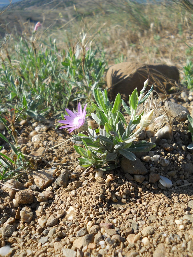 Image of Xeranthemum annuum specimen.