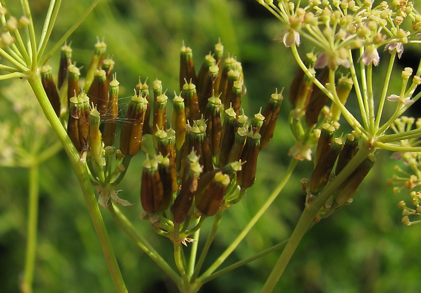 Изображение особи Anthriscus sylvestris.