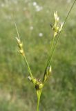 Juncus tenuis