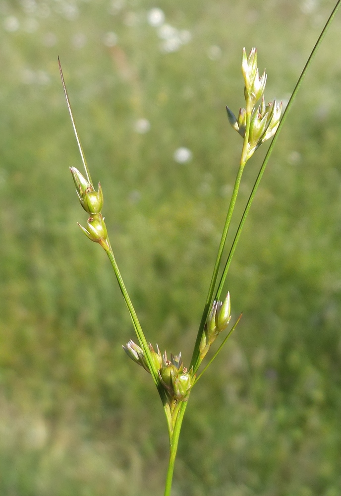 Изображение особи Juncus tenuis.