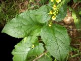 Verbascum nigrum. Стеблевые листья и часть соцветия. Курская обл., г. Железногорск, берег вдхр. на р. Погарщина. 5 июля 2007 г.