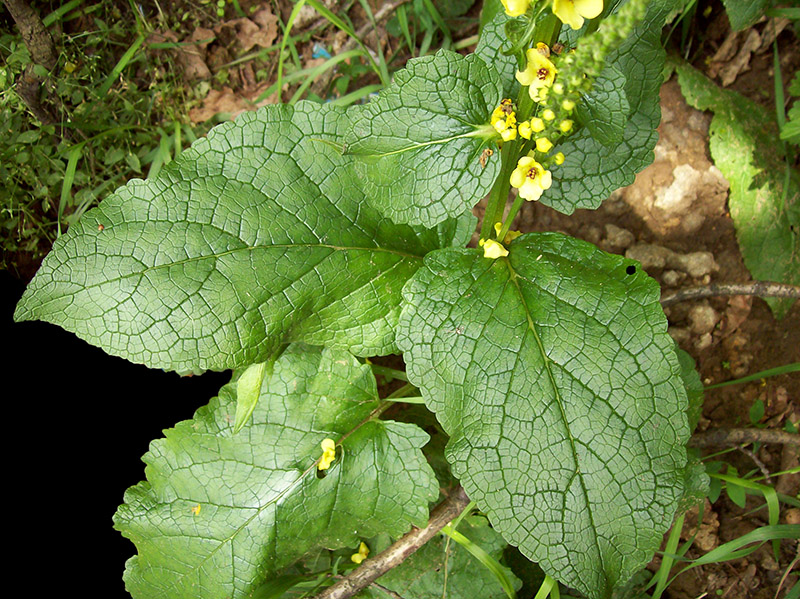 Изображение особи Verbascum nigrum.