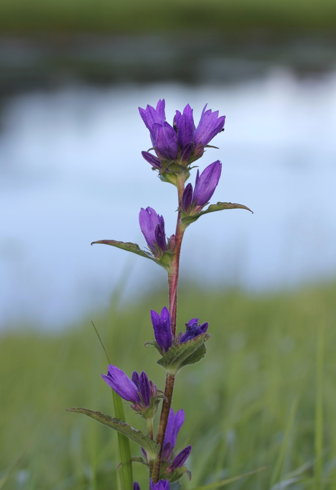 Изображение особи Campanula glomerata.