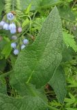 Symphytum caucasicum. Лист. Владивосток, Академгородок. 8 июля 2012 г.