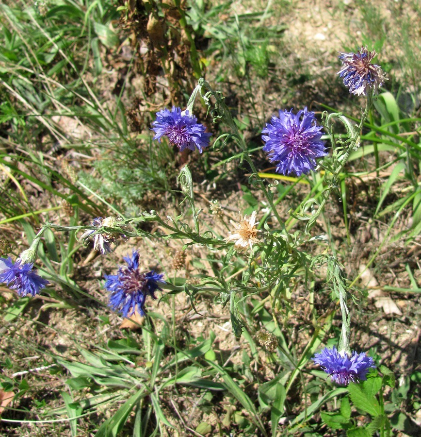 Изображение особи Centaurea cyanus.