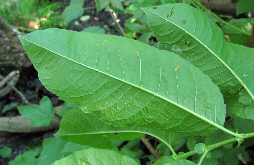 Image of Salix myrsinifolia specimen.