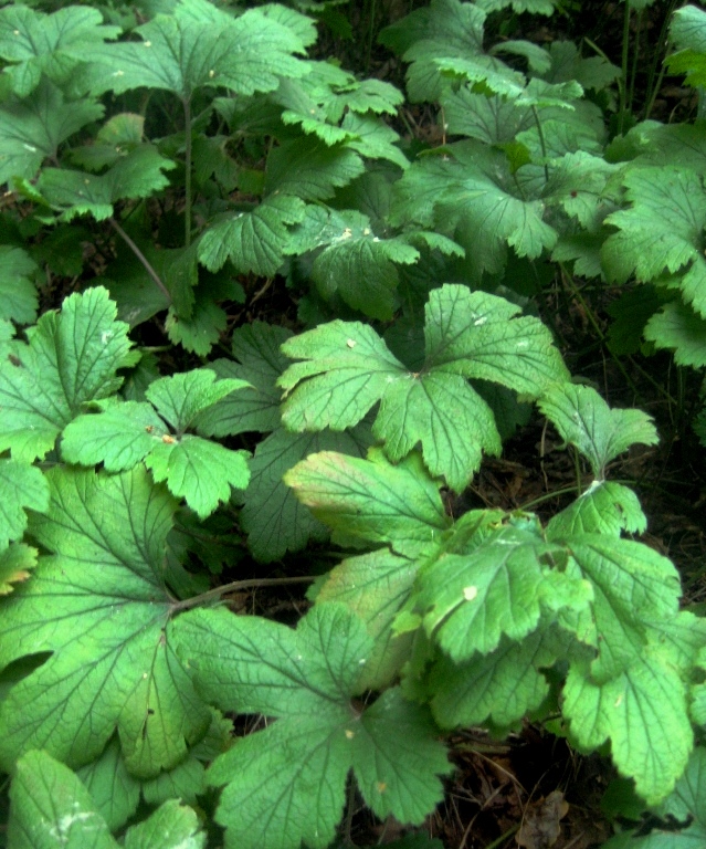 Изображение особи Waldsteinia geoides.