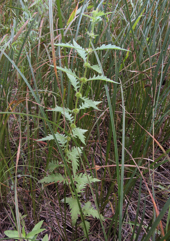 Image of Lycopus europaeus specimen.