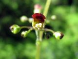 Scrophularia nodosa. Цветок. Ленинградская область, Выборгский район, окрестности поселка Рощино, Линдуловская лиственничная роща. 30 июня 2012 г.