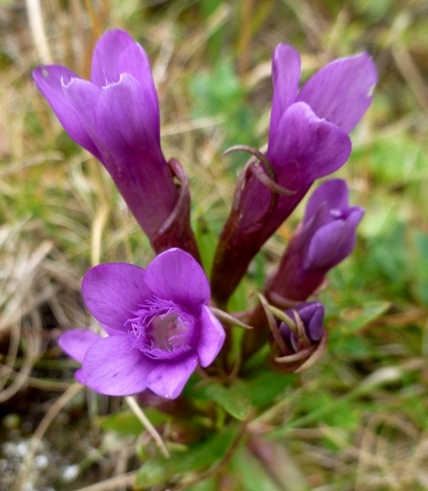 Image of Gentianella caucasea specimen.