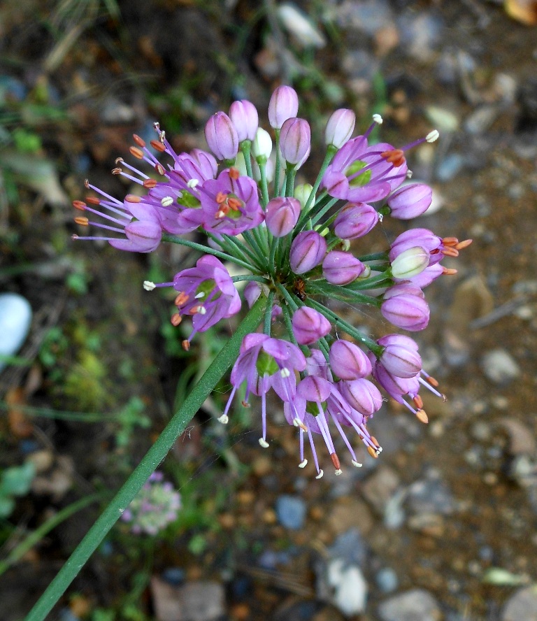 Image of Allium sacculiferum specimen.