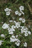 Acanthophyllum cerastioides