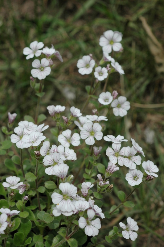 Изображение особи Acanthophyllum cerastioides.