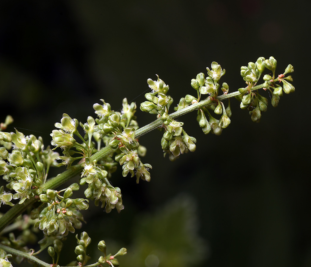 Image of Rumex confertus specimen.