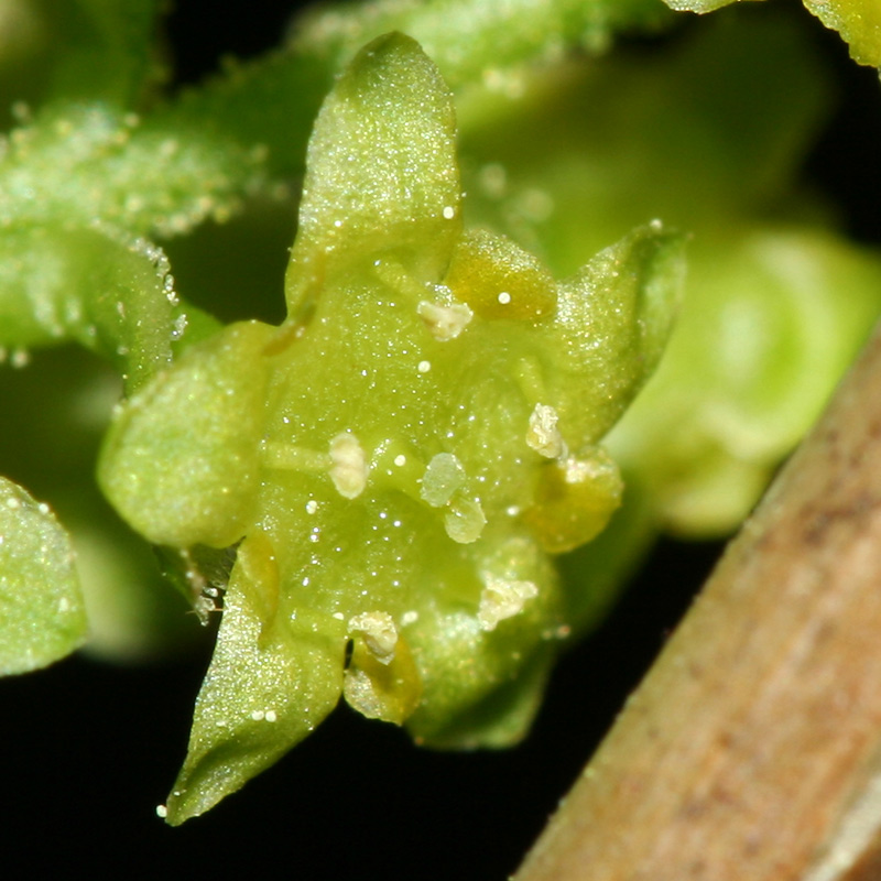 Image of Ribes alpinum specimen.