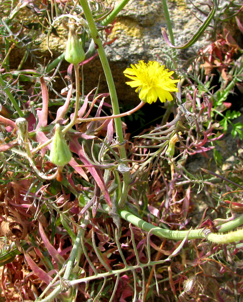 Image of Scorzonera laciniata specimen.