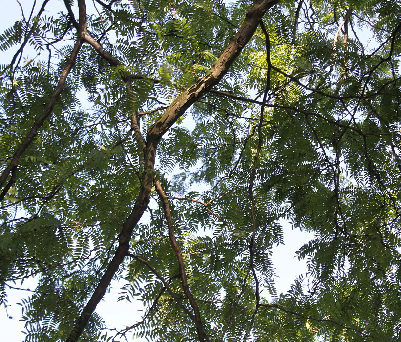 Изображение особи Gleditsia triacanthos.