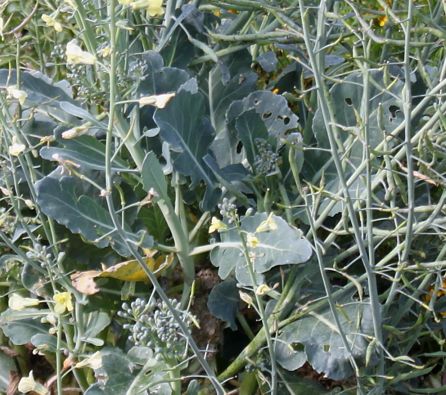 Изображение особи Brassica oleracea.