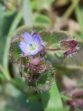 Veronica hederifolia