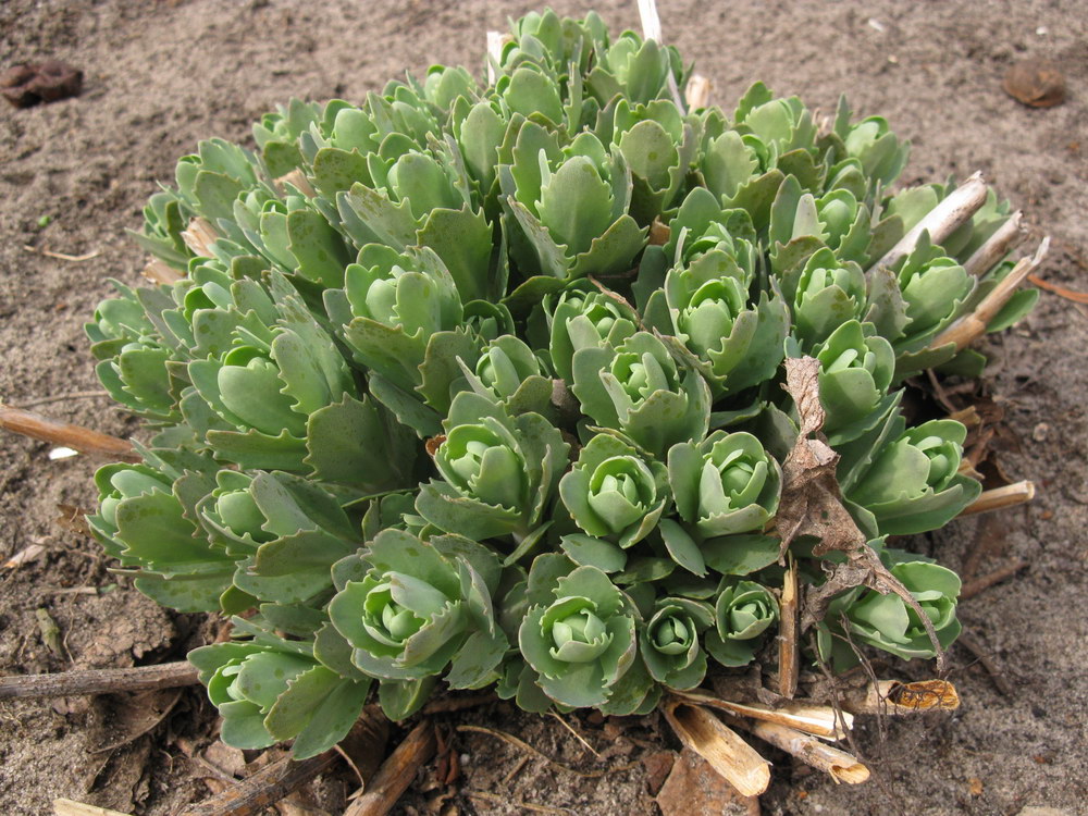 Image of Hylotelephium spectabile specimen.