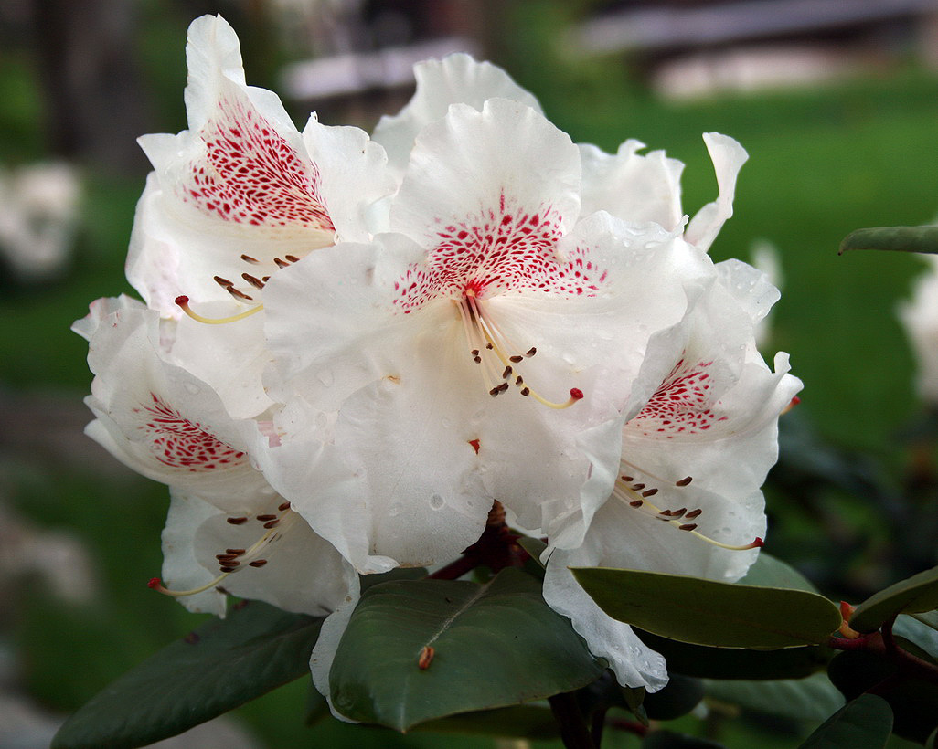 Изображение особи род Rhododendron.