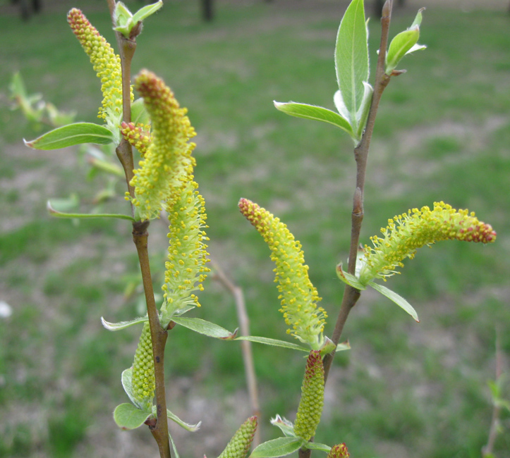 Изображение особи Salix alba.