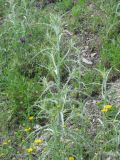 Picnomon acarna. Вегетирующее растение. Южный берег Крыма, возле Ялты, на горном склоне. 06.06.2009.