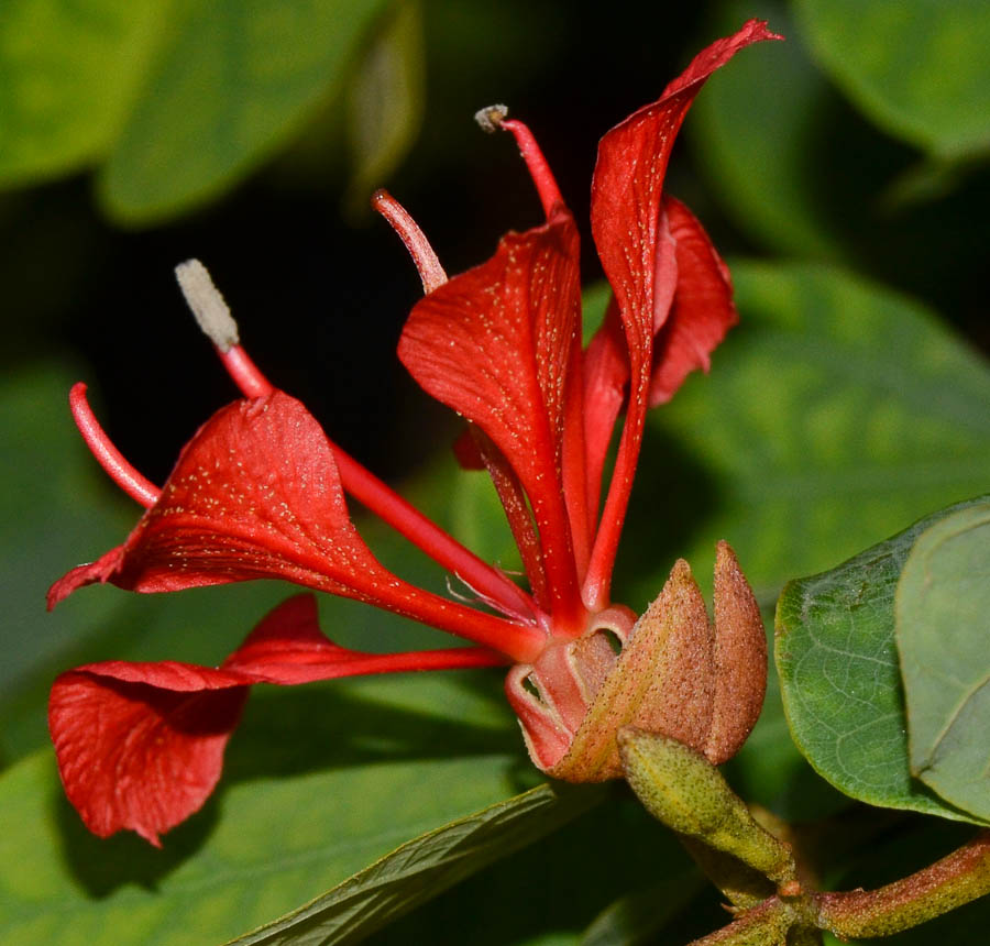 Изображение особи Bauhinia galpinii.