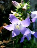 Campanula pyramidalis. Часть обломанного соцветия. Хорватия, Приморье – Горски Котар, городок Мощенице, на крепостной стене. 07.09.2012.