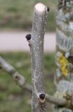 Fraxinus excelsior. Нижняя часть побега с несупротивно расположенными почками. Германия, г. Кемпен, в городском саду. 11.03.2013.