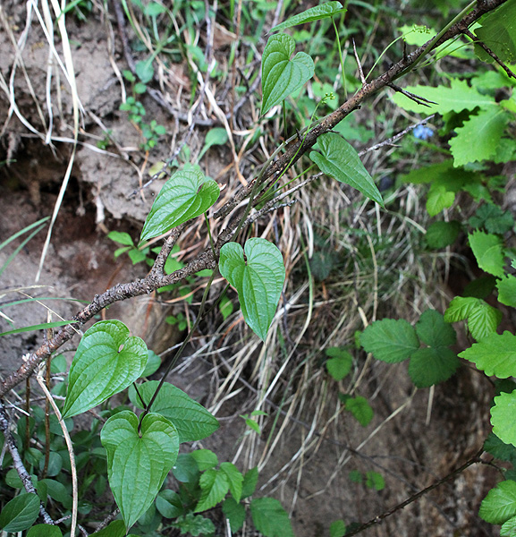 Image of Tamus communis specimen.