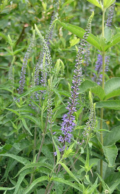 Изображение особи Veronica longifolia.