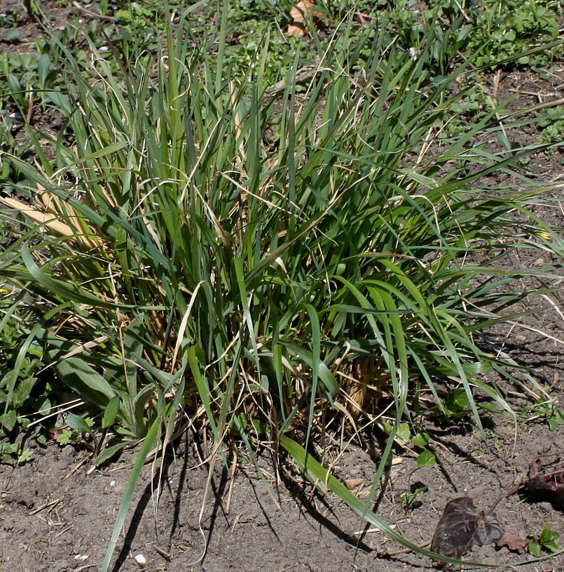 Изображение особи Calamagrostis brachytricha.